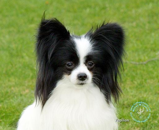 Papillon 9T056D-088.JPG